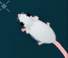 Journey of the Mouse